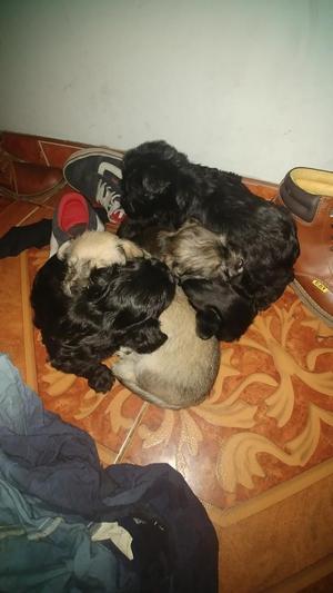 Vendo Lindos Cachorritos Schnauker:3