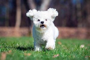 bichon frise