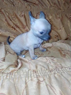 chihuahitas dos meses