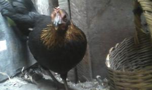 gallina sacadora