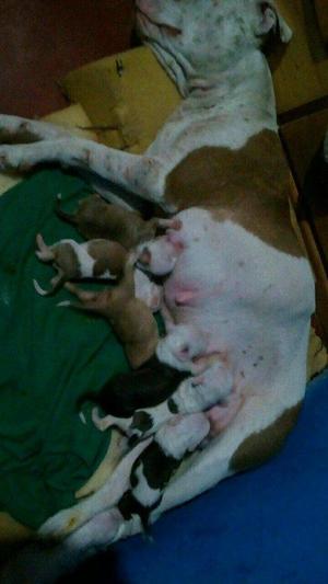 pitbull en venta