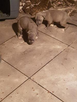 American Stanfordshire Terrier Blue