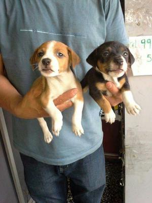 Beagles. con Jack Russell