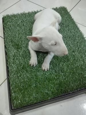 Bull Terrier Macho