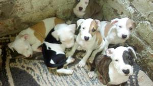 CACHORROS AMERICAN STANDFORSHIRE TERRIER
