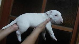 Cachorro Bull Terrier