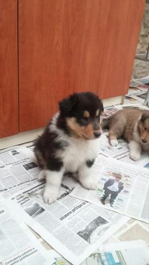 Cachorro Collie