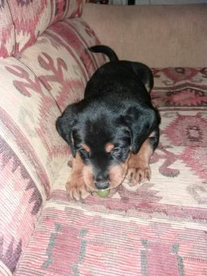 Cachorro Rottweiler