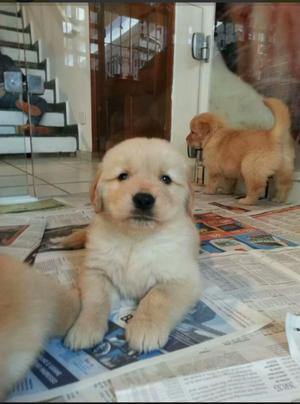 Cachorros Golden Retriever