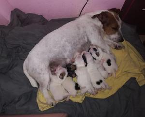 Cachorros Jack Russell