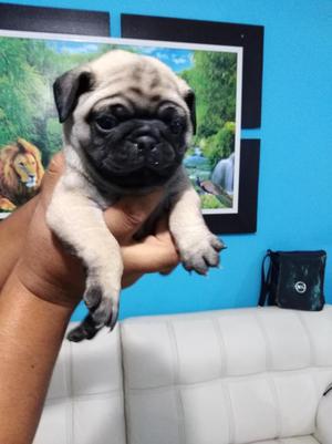 Cachorros Pug