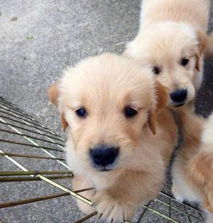 Cachorros golden retriever