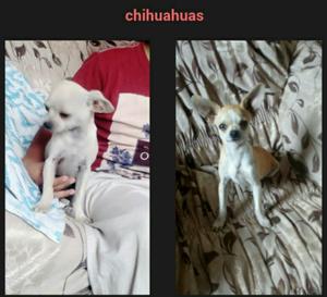 Chihuahua