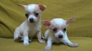 Chihuahua Cachorros Hermosos Mini