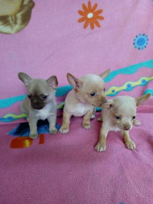 Chihuahuitas en Venta