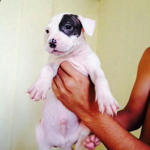 Hermosos Cachorros American Pit Bul