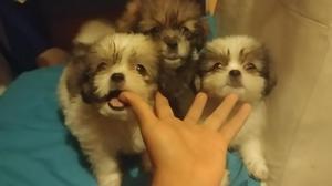 Hermosos Perritos Shitzu