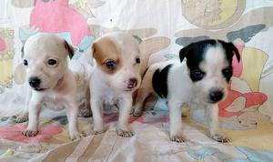 Jack Russell Enanitos