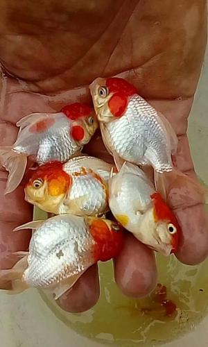 Peces Ornamentales