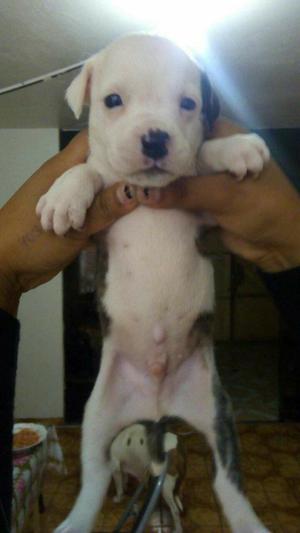 Pitbulls Cachorros