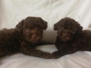 Poodle Chocolate