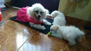 Poodle Toy O Caniche Toy Super Lindos