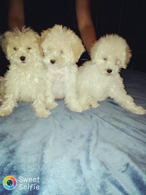 Poodles