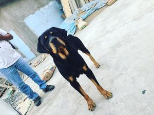 Rottweiler para Monta