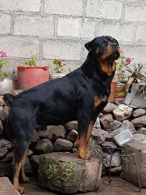 Rottweiller Servicio de Monta