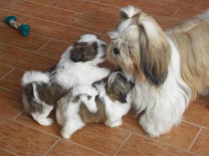 SHITZU CACHORRITOS EN LIMA