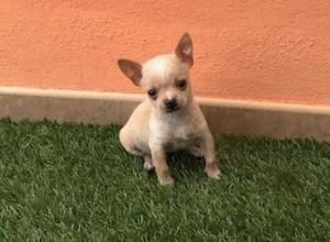 Se Vende Mi Unico Cachorros Chihuahua