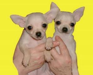 Se Vende Mis Cachorros Chihuahuas