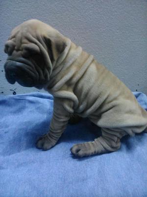 Sharpei Macho