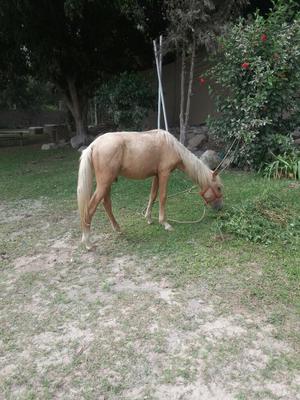 Vendo Caballo Palomino