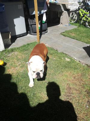 Vendo Cachorros Bulldog Prerigri Oro