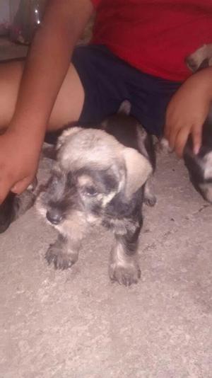 Vendo Perritos Snauser