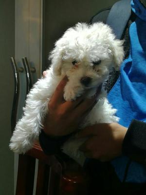 Vendo Poodle Toy, Precio Razonable