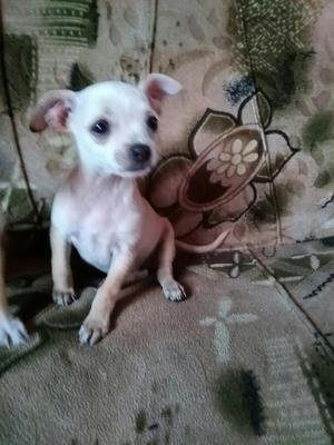 Vendo Tres Chihuahua