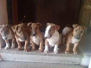 Venta de Cachorros Bullterrier