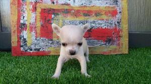 Verdadera Mini toy Chihuahua pequeñisisima Vendo