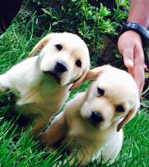 cachorros labradores