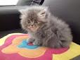 gato persa lindos doll face marmoneados y de color entero
