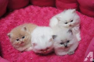 gato persas lindos y tiernos gatitos blancos plomos y