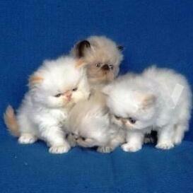 gatos persa blancos plomos grises doll face bellisimos