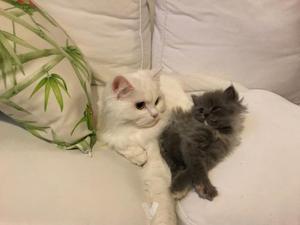 gatos persa hermosos gatito hembrita dos meses con
