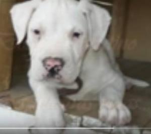 pitbull en venta