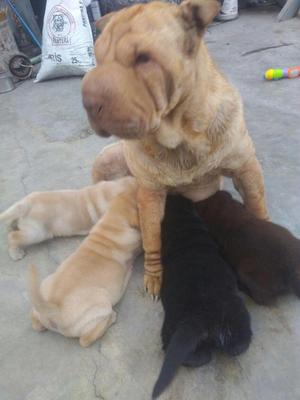 se vende cachorros sharpei cruze con labrador s/.600