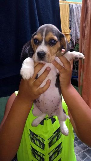 Adorables Cachorros Beagles D 50 Dias