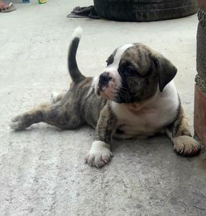 American Bully