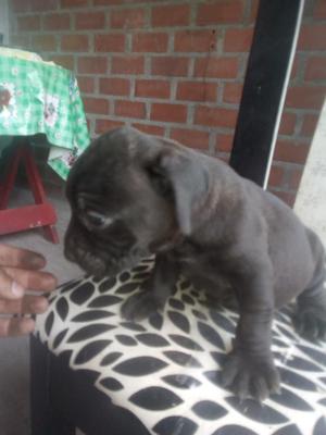 American Bully